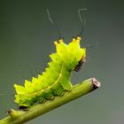 Actias selene