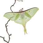 Actias selene