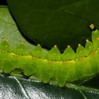 Actias selene