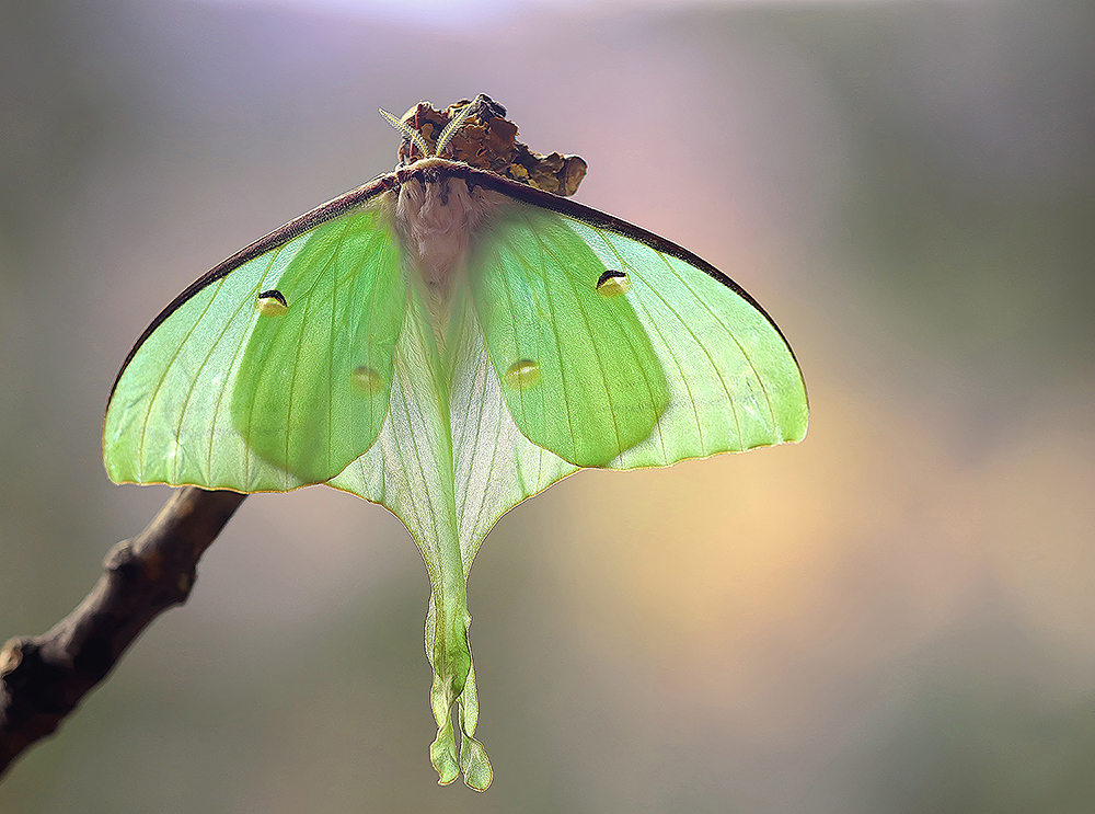 Actias selene