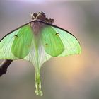 Actias selene