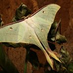 Actias selene