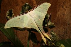 Actias selene