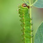 Actias selene