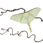 Actias selene