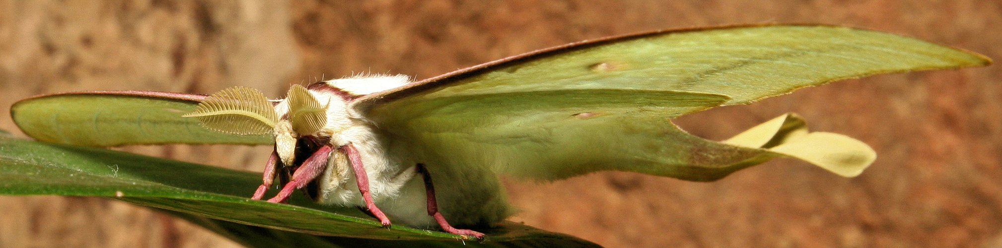 Actias selene