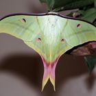 Actias selene