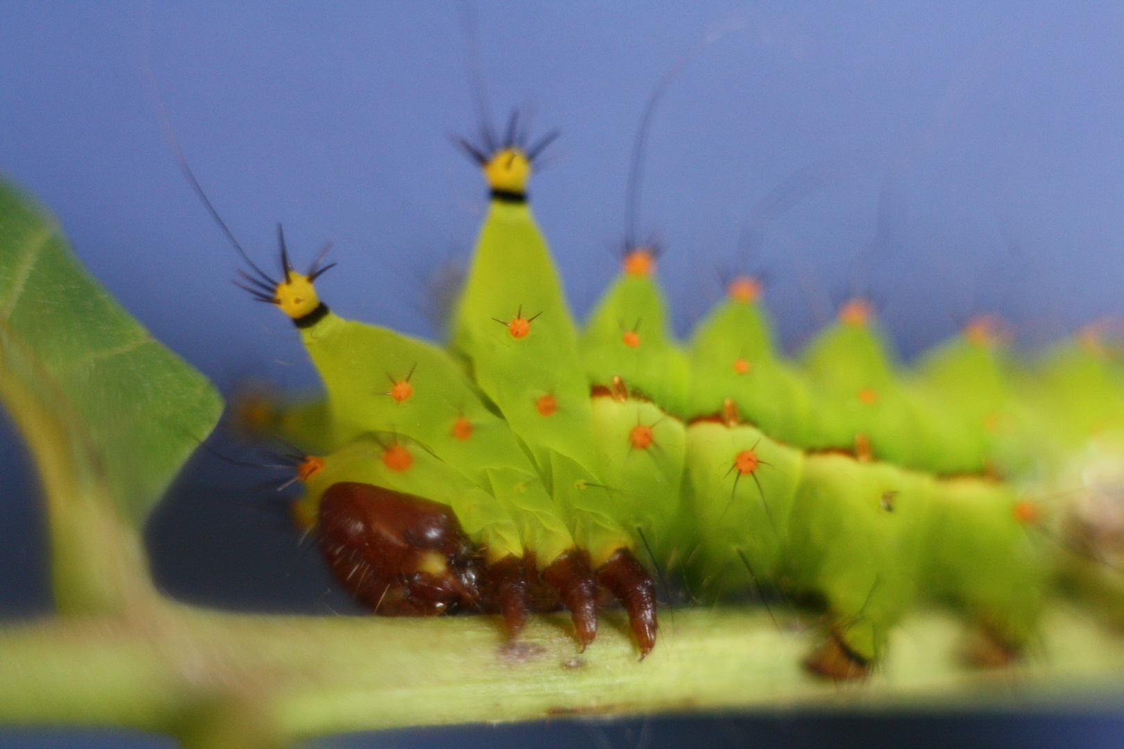 Actias selene