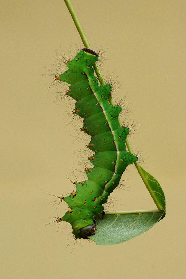 Actias selene 