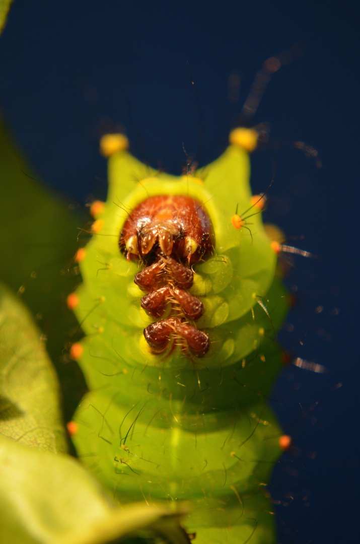 Actias selene