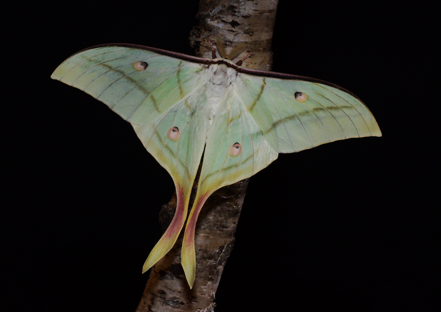 Actias selene