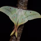 Actias selene