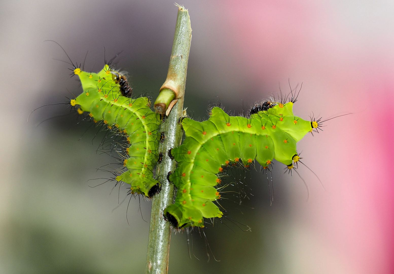 Actias selene...