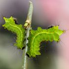 Actias selene...