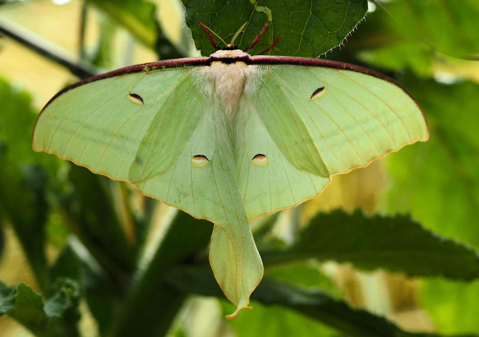 Actias selene 