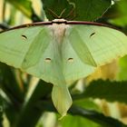 Actias selene 