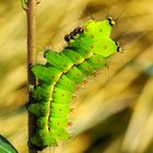 Actias selene 