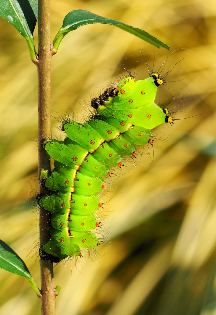 Actias selene 