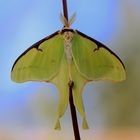 Actias selene