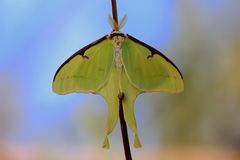 Actias selene