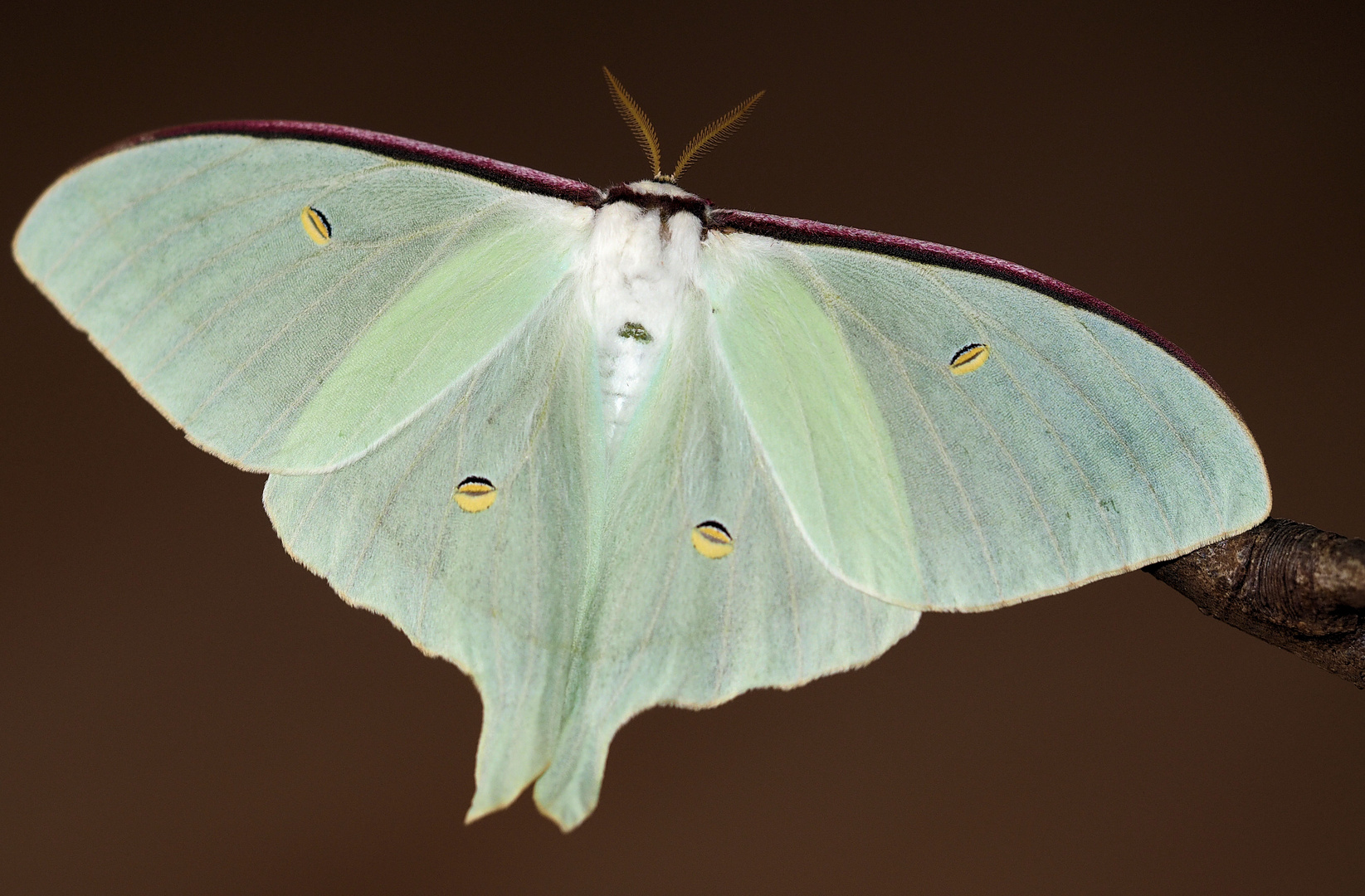 Actias selene Mädchen ... 