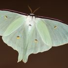 Actias selene Mädchen ... 