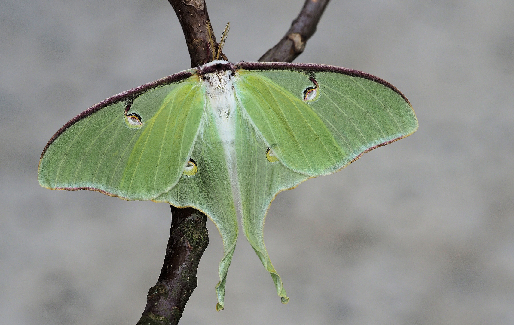 Actias selene Mädchen ...