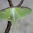 Actias selene Mädchen ...