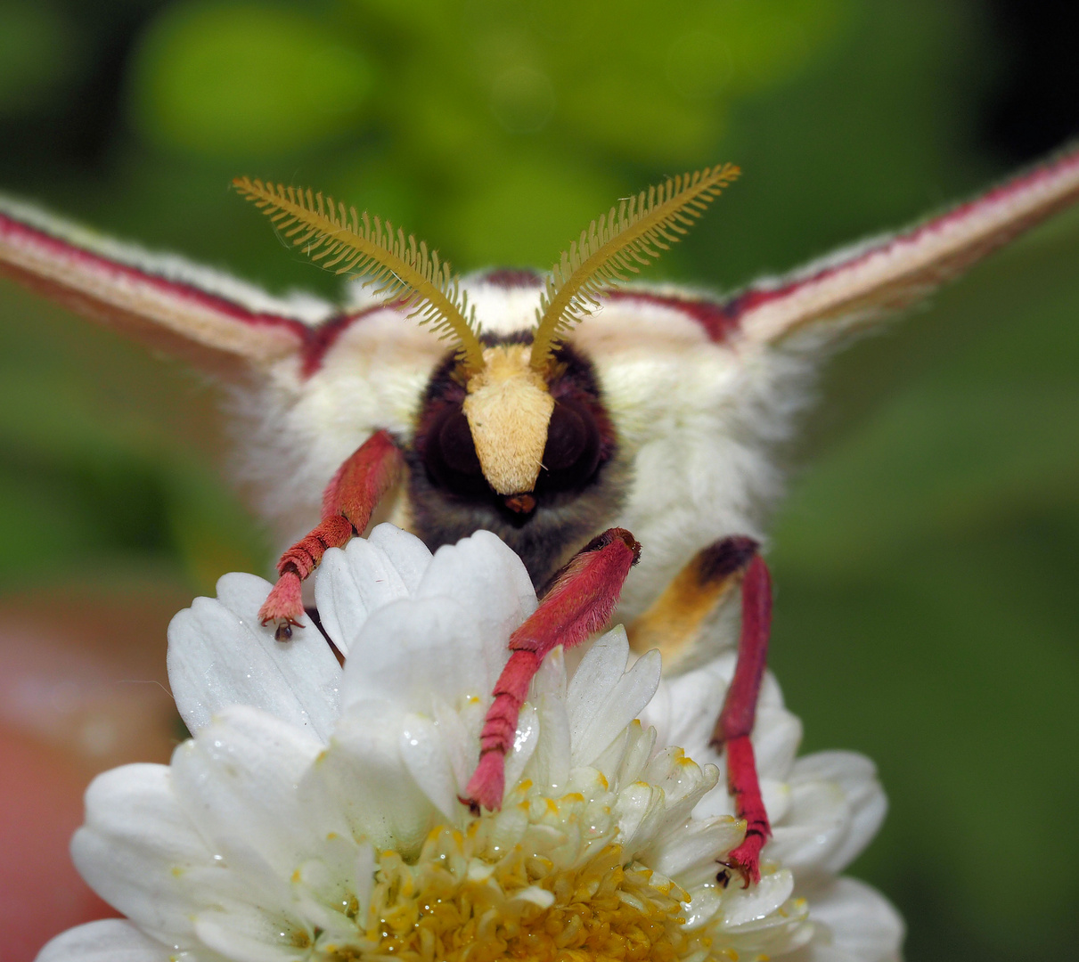 Actias selene Mädchen Gesicht ....