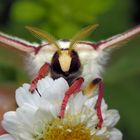 Actias selene Mädchen Gesicht ....