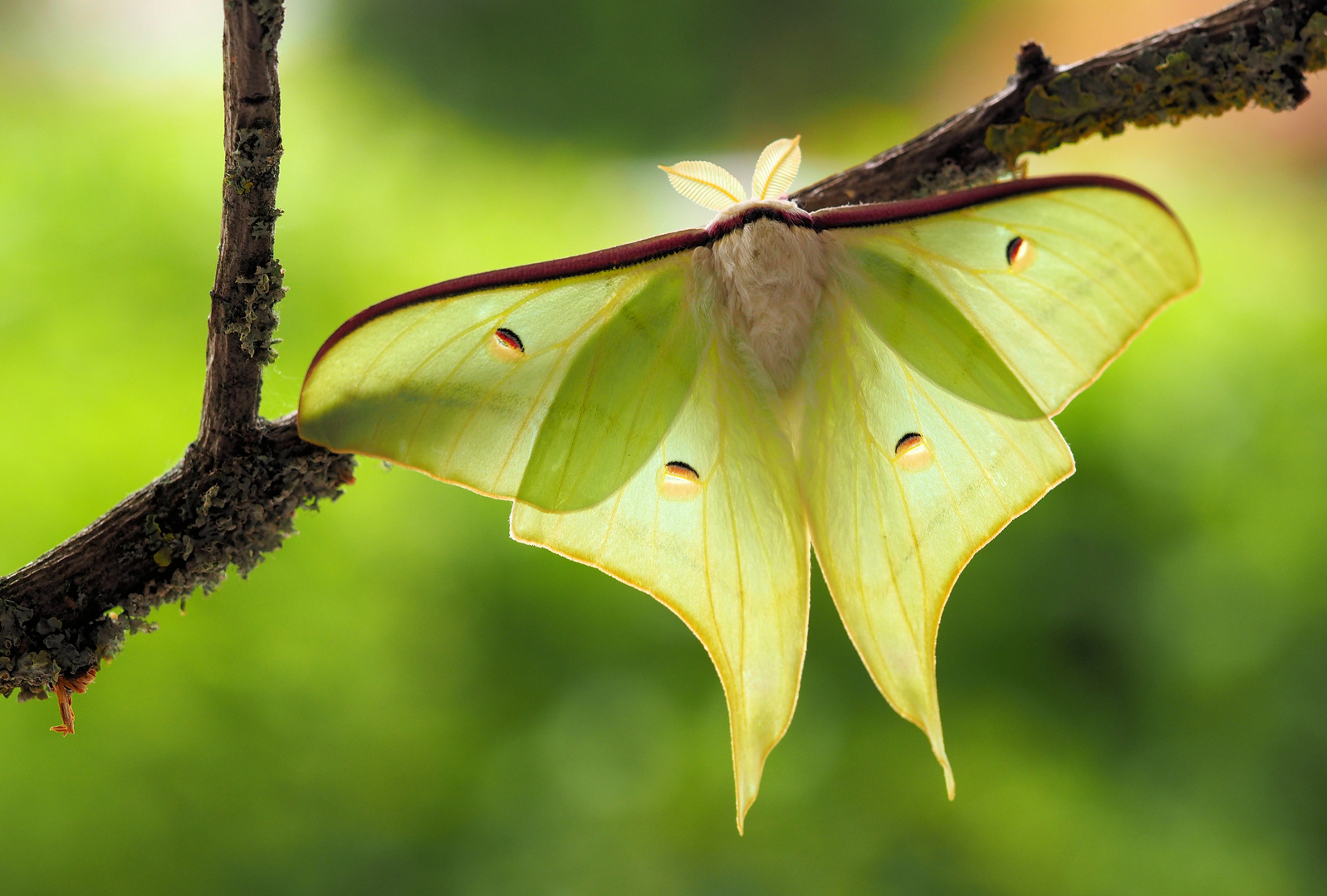 Actias selene Männchen....