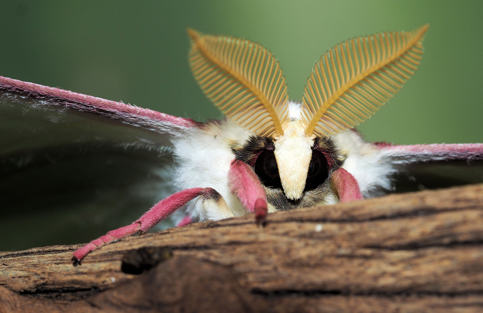 Actias selene Männchen wünscht einen schönen Tag ...