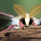 Actias selene Männchen wünscht einen schönen Tag ...