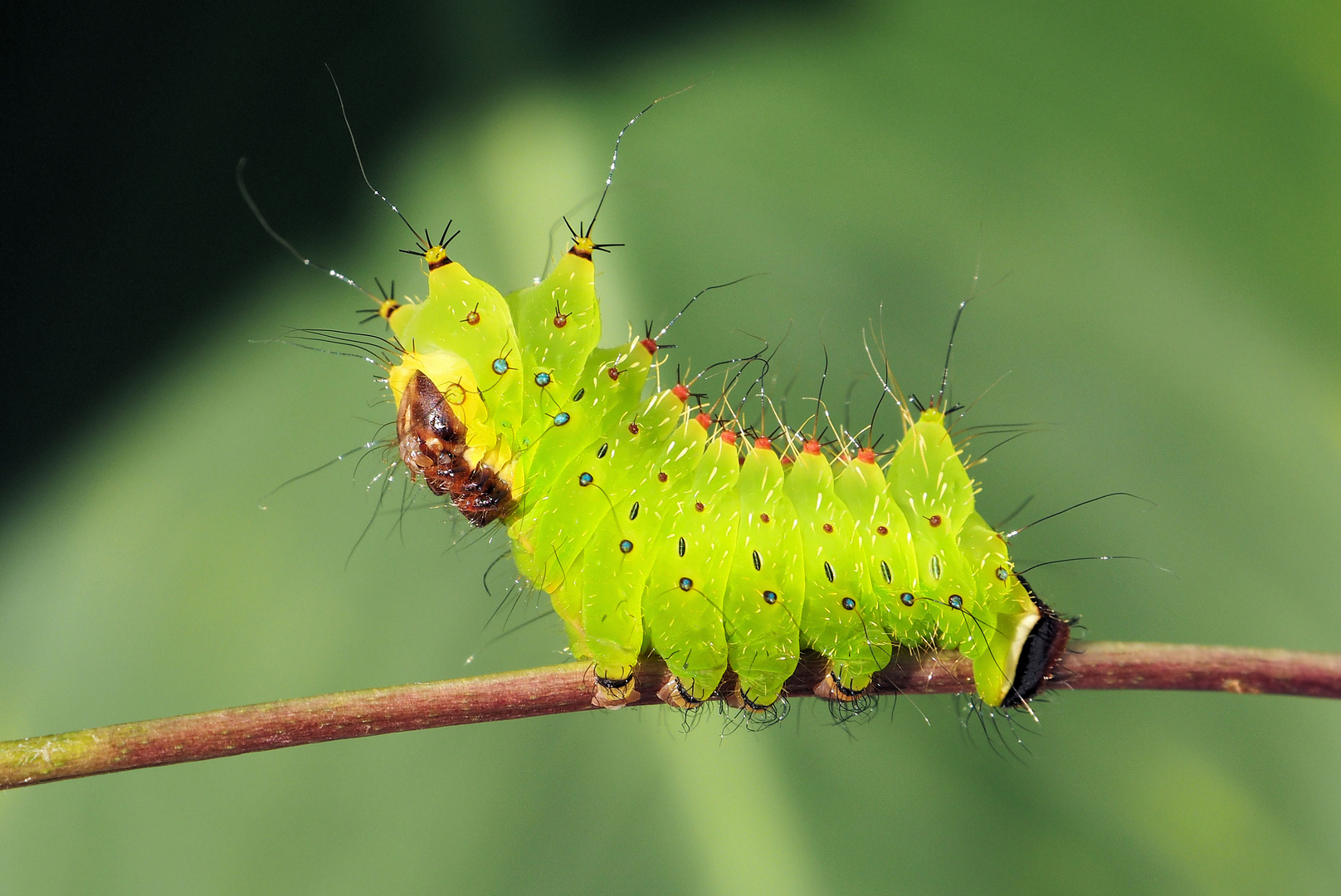 Actias sinensis