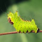 Actias sinensis