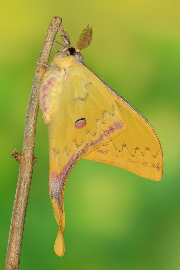 Actias sinensis subaurea #2