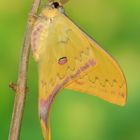 Actias sinensis subaurea #2