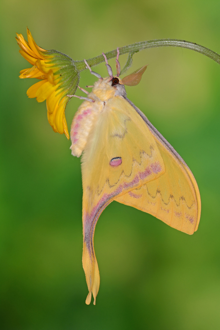 Actias sinensis subaurea #3