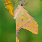 Actias sinensis subaurea #3