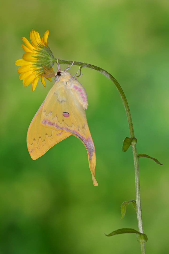 Actias sinensis subaurea #4