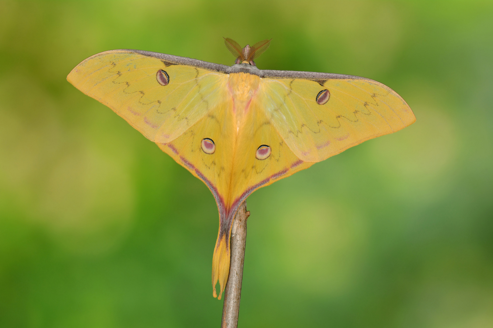 Actias sinensis subaurea