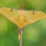 Actias sinensis subaurea