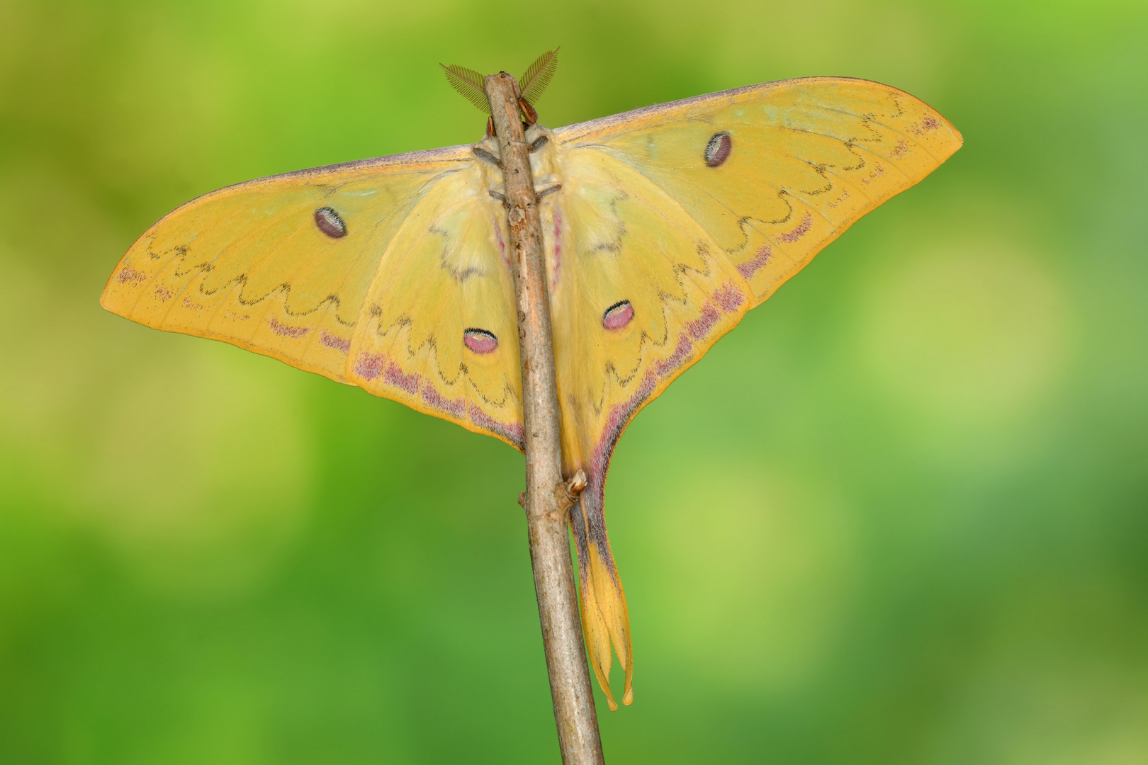 Actias sinensis subaurea #5