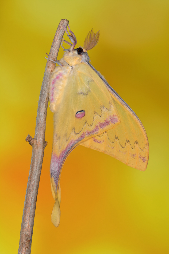 Actias sinensis subaurea #6