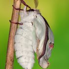 Actias sinensis subaurea Schlupf