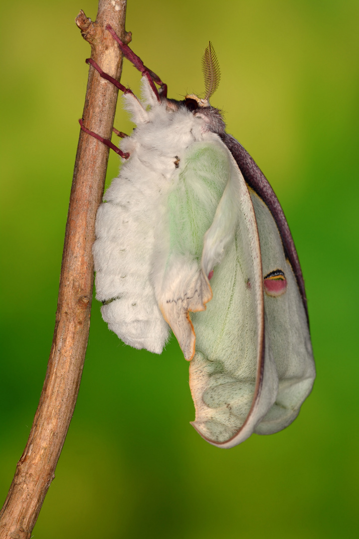 Actias sinensis subaurea Schlupf #2