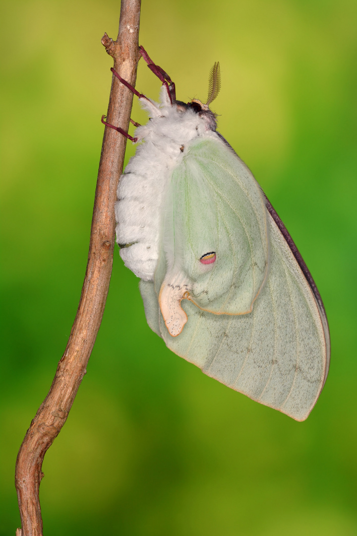 Actias sinensis subaurea Schlupf #3