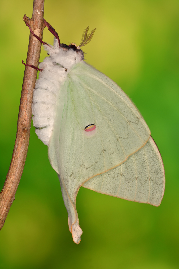 Actias sinensis subaurea Schlupf #5