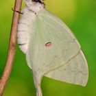 Actias sinensis subaurea Schlupf #5