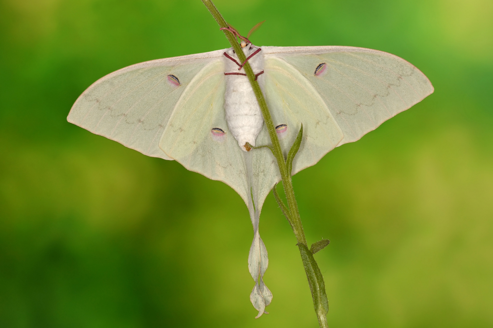 Actias sinensis subaurea Weibchen #2